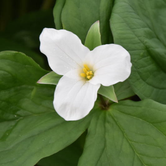 Trillium grandiflorum