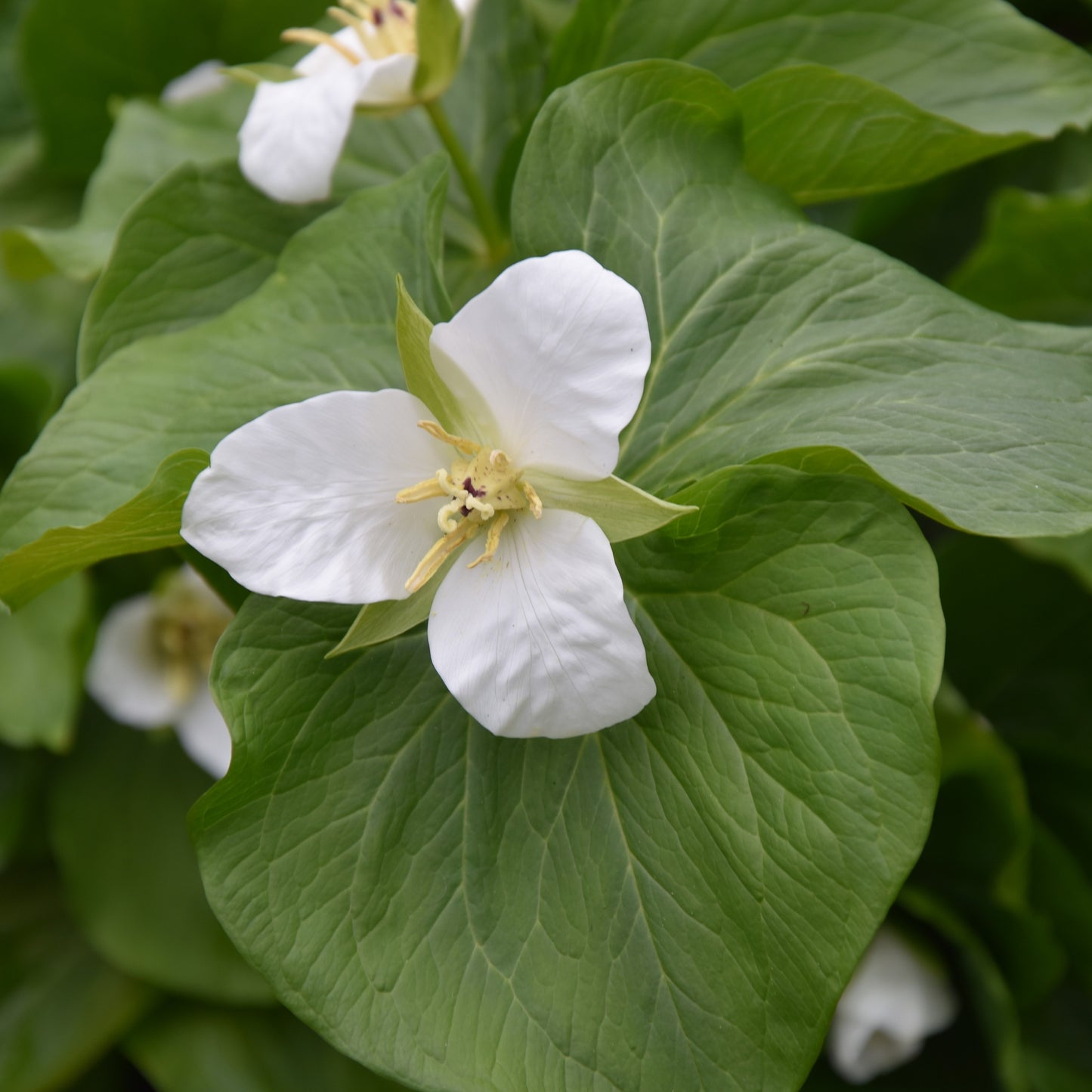 Trillium camschatcense