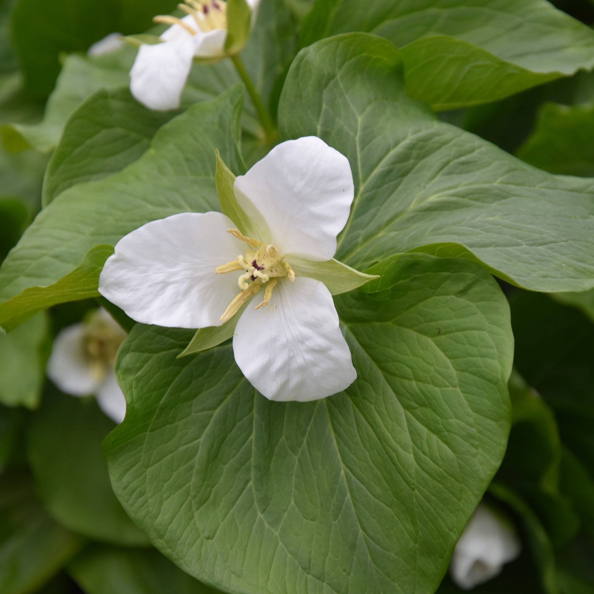 Trillium camschatcense