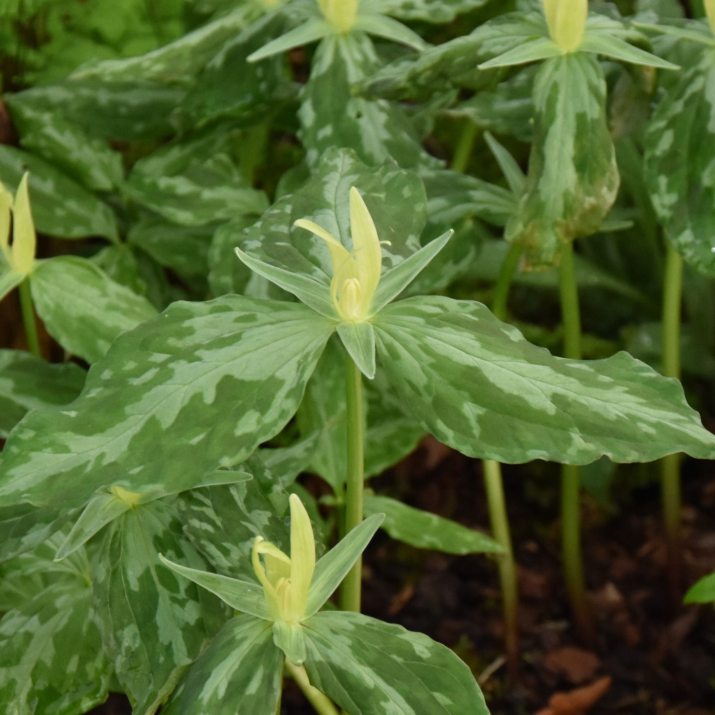 Trillium luteum