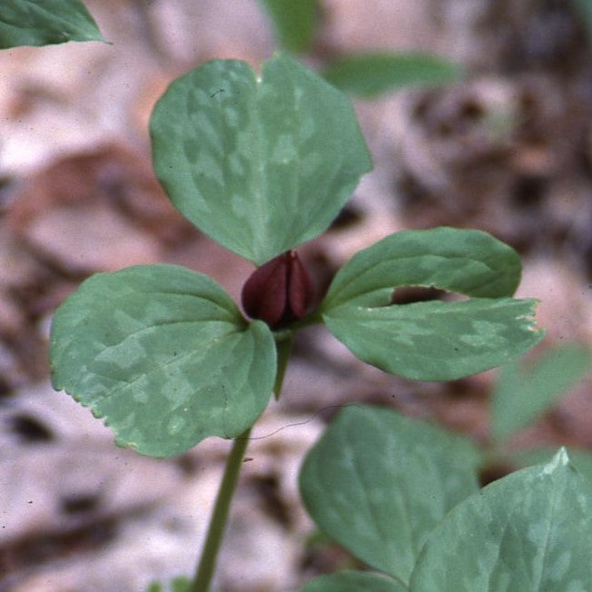 Trillium recurvatum