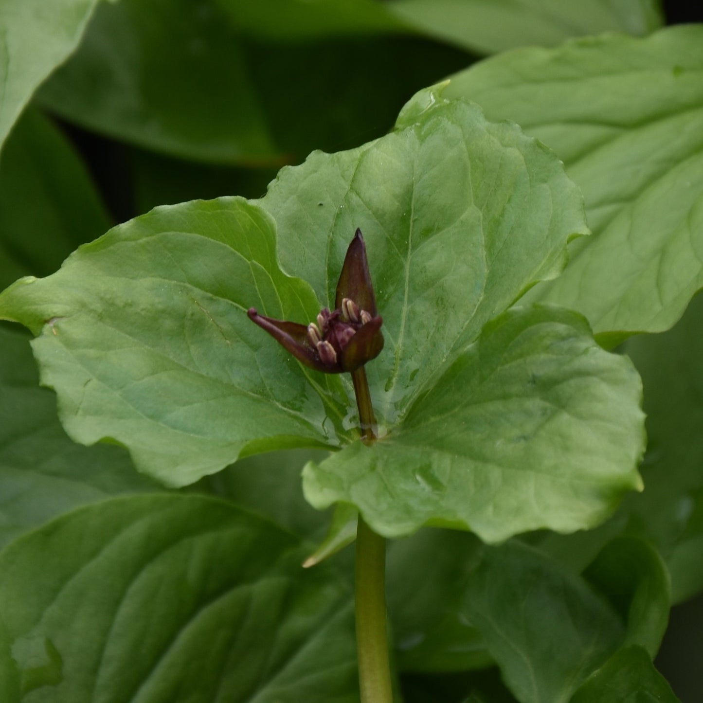 Trillium smallii