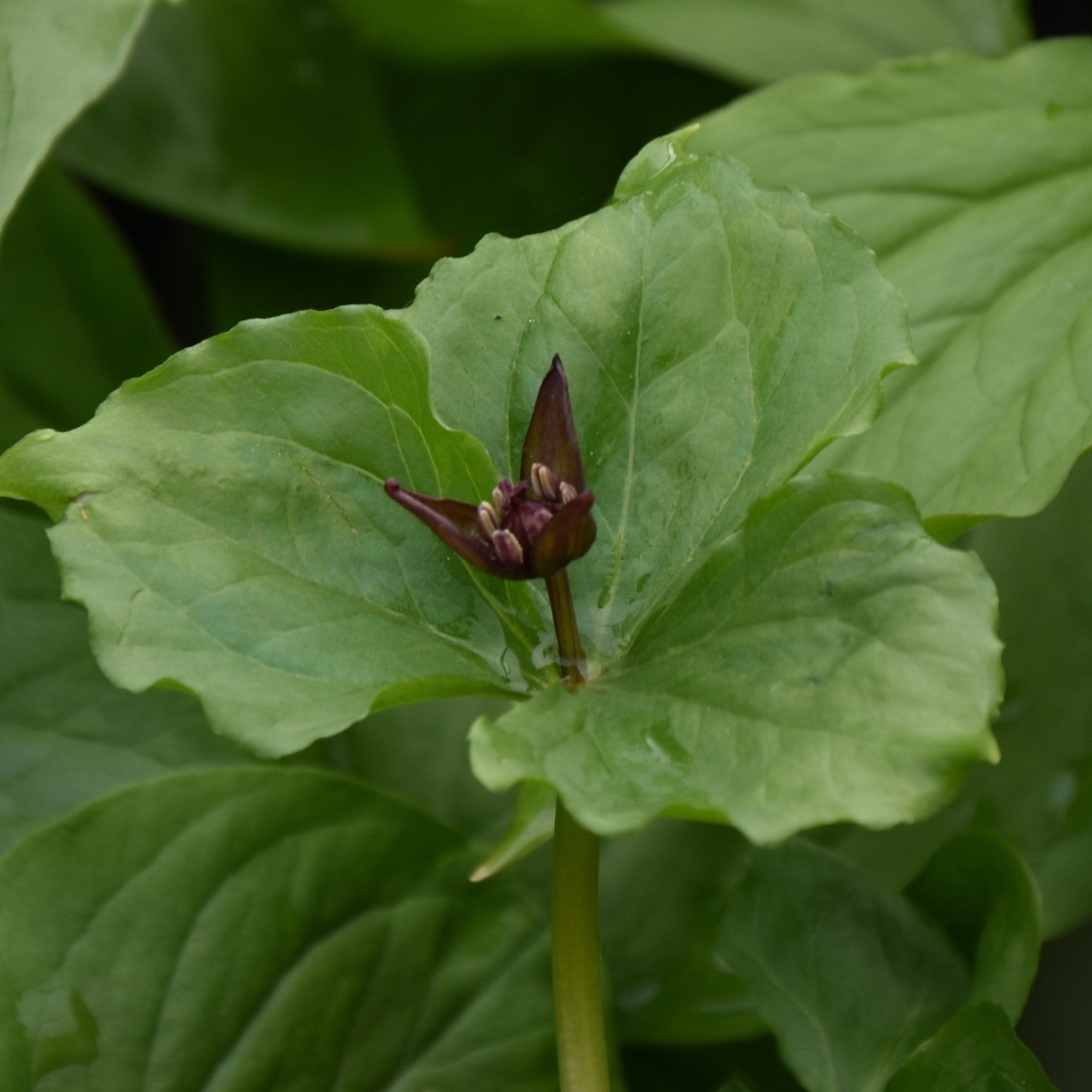 Trillium smallii