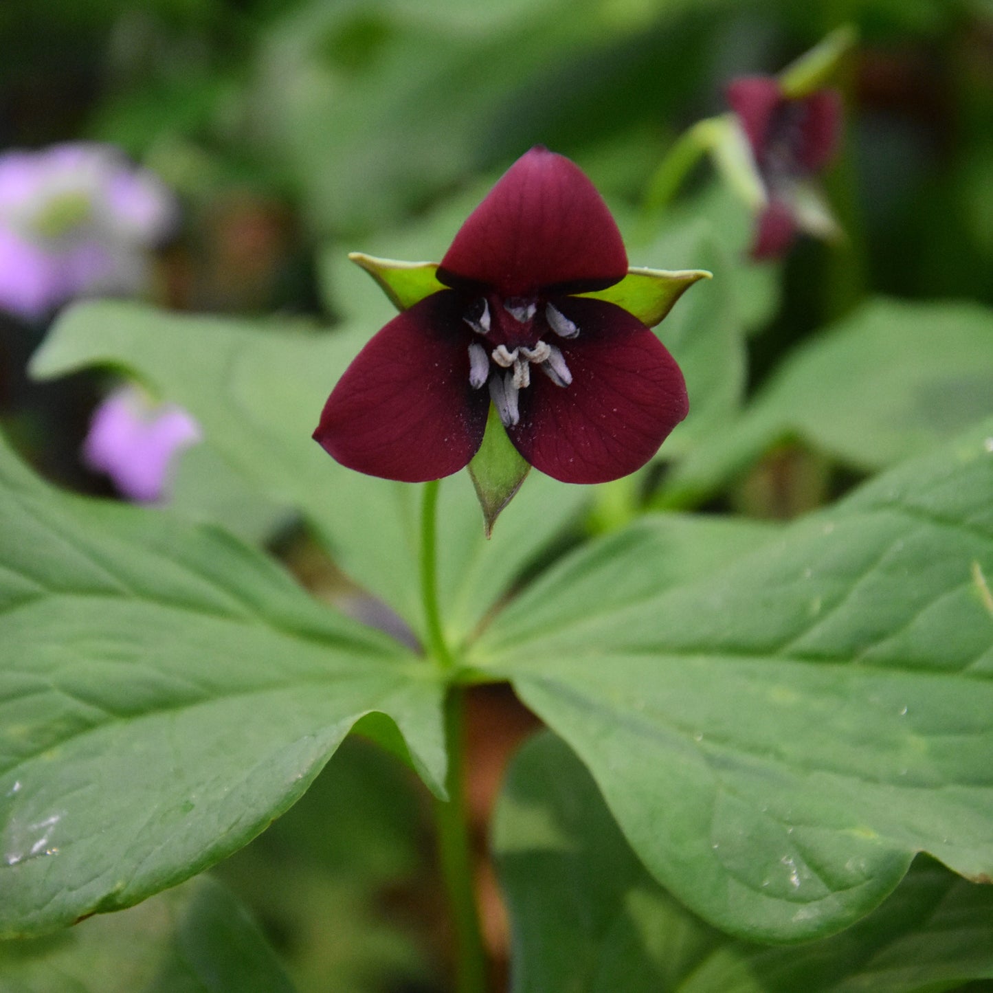 Trillium sulcatum