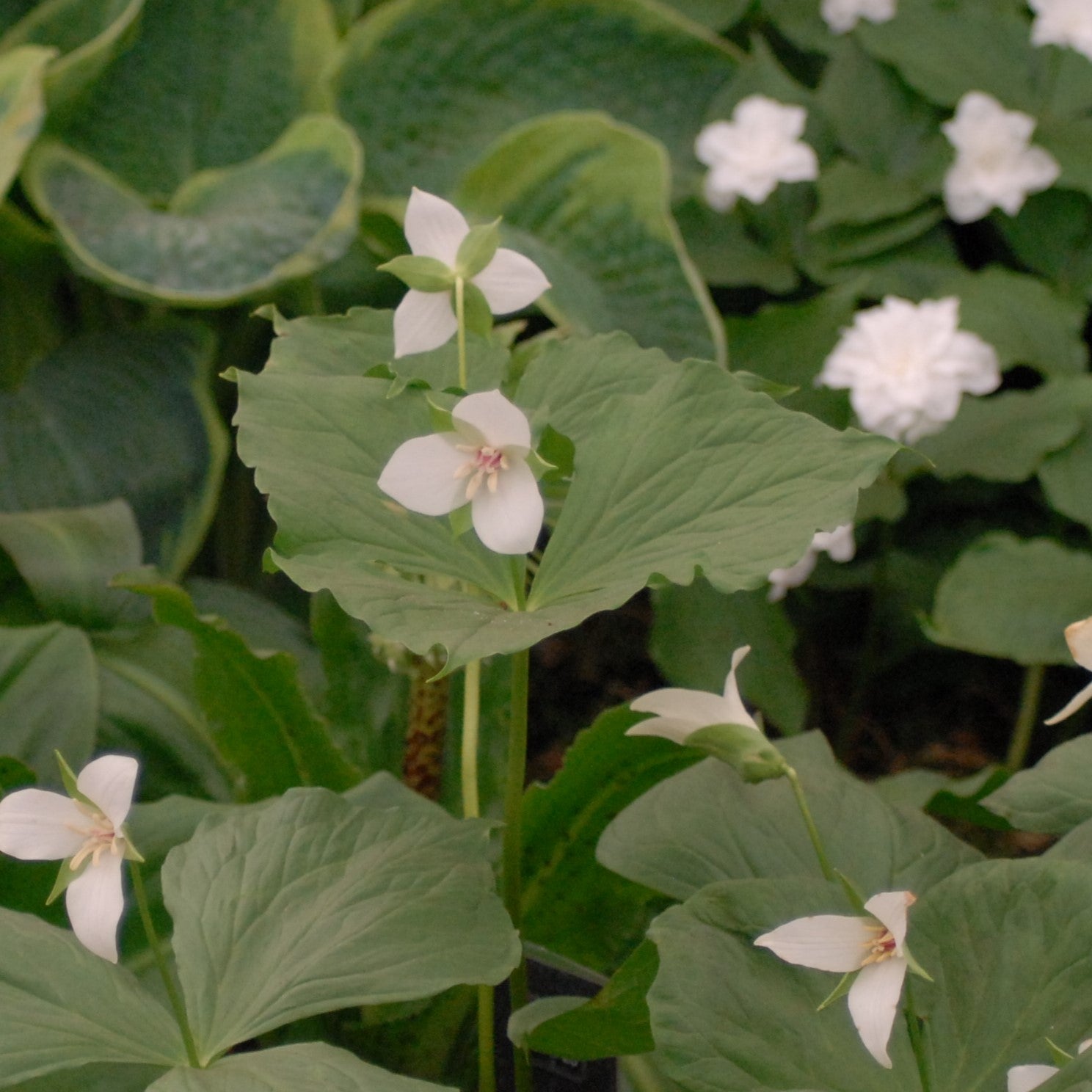 Trillium tschonoskii
