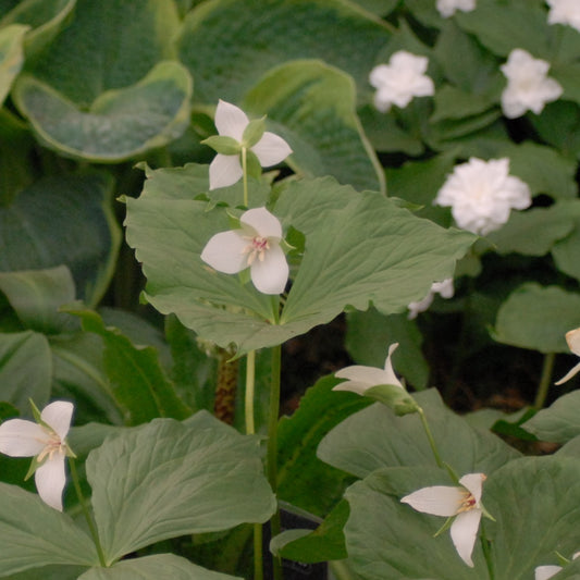 Trillium tschonoskii