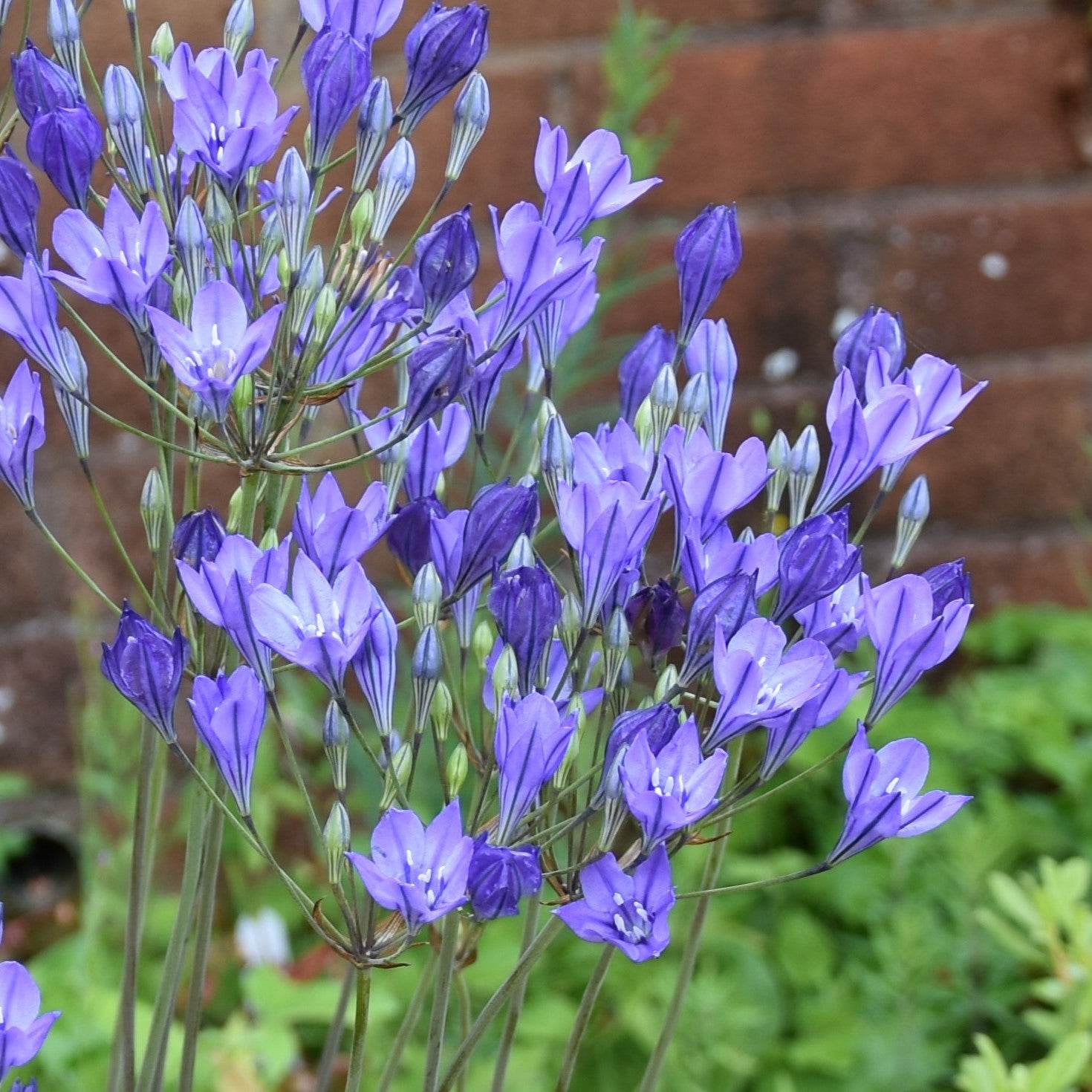 Triteleia Blues