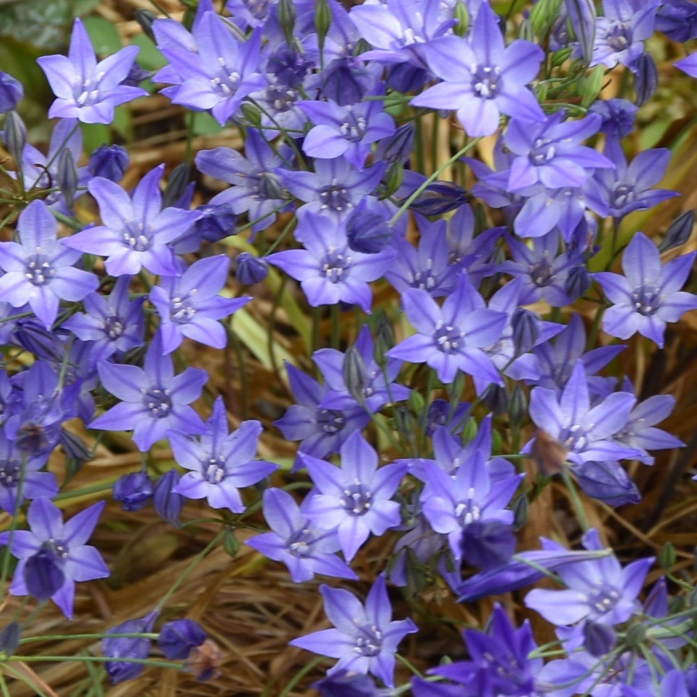 Triteleia laxa Queen Fabiola