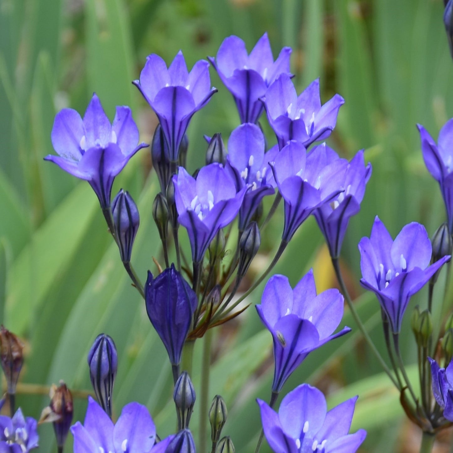 Triteleia Twilight