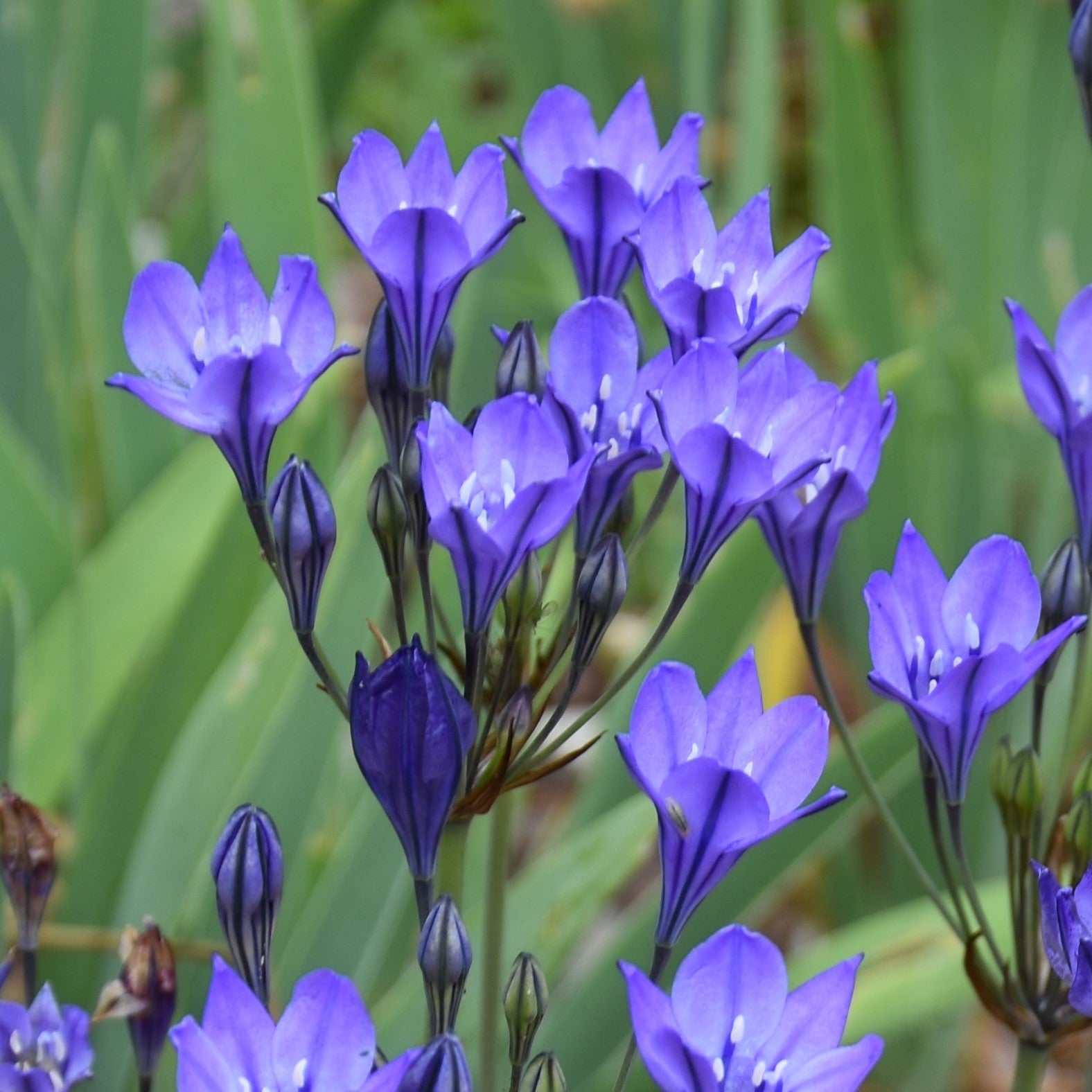 Triteleia Twilight