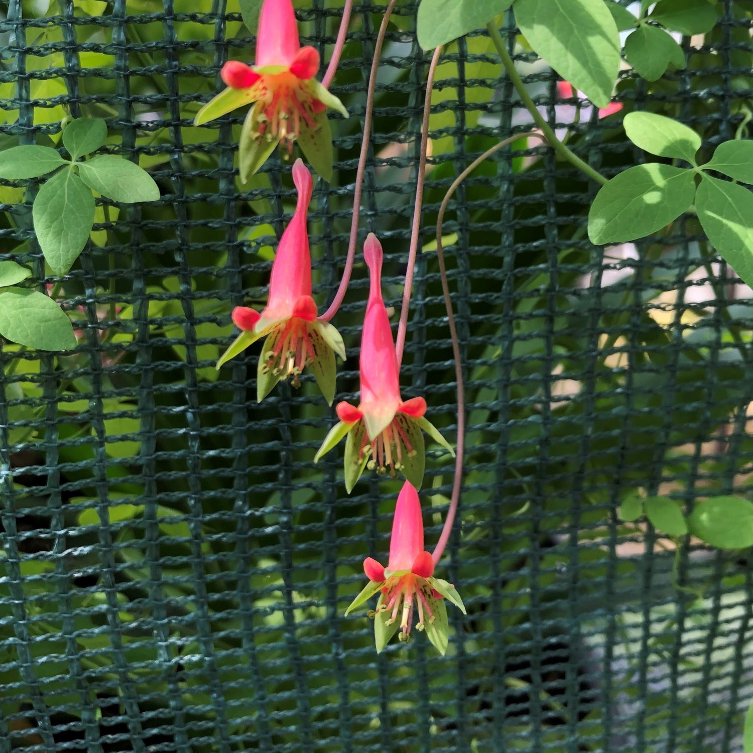 Tropaeolum pentaphyllum