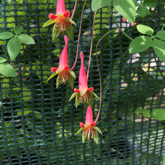 Tropaeolum pentaphyllum