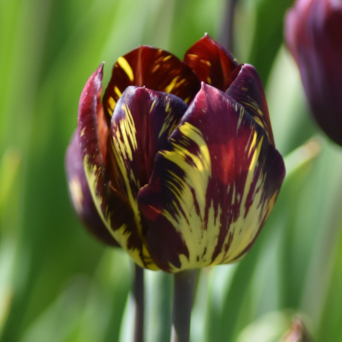 Tulipa Absalon