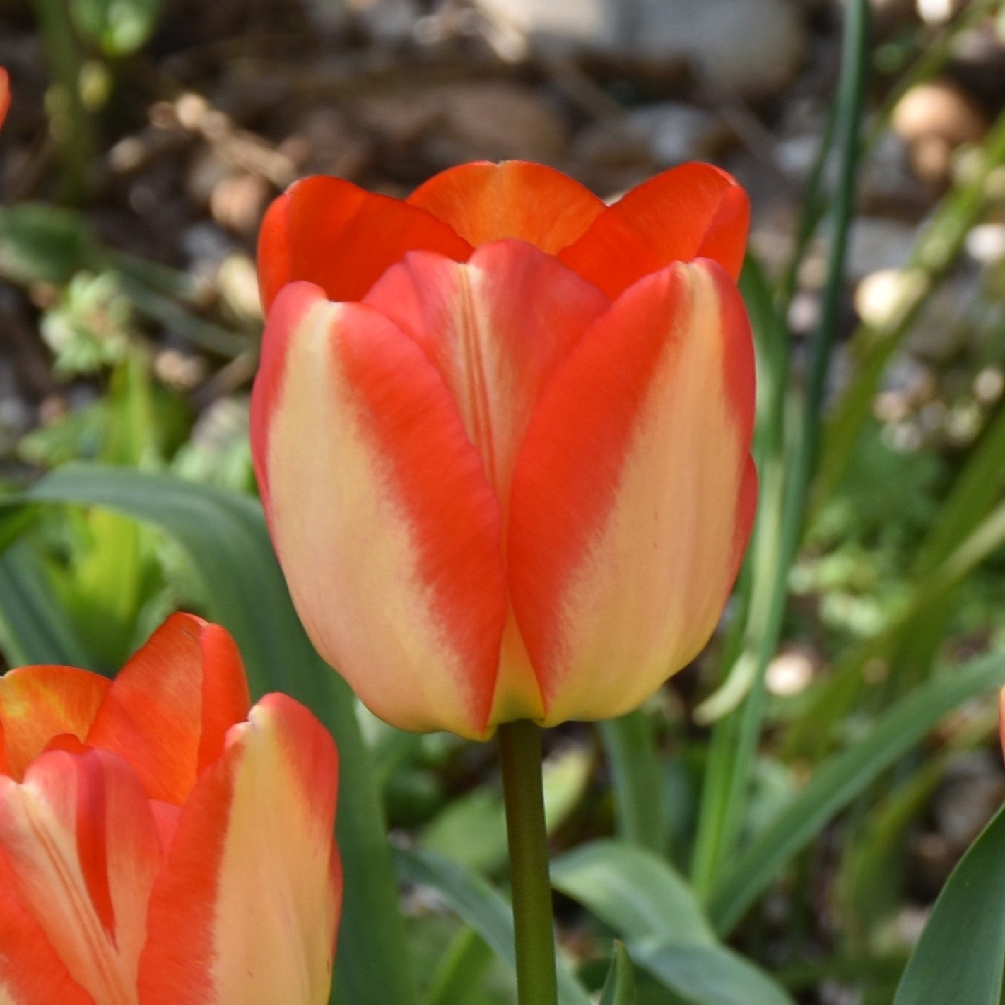 Tulipa American Dream