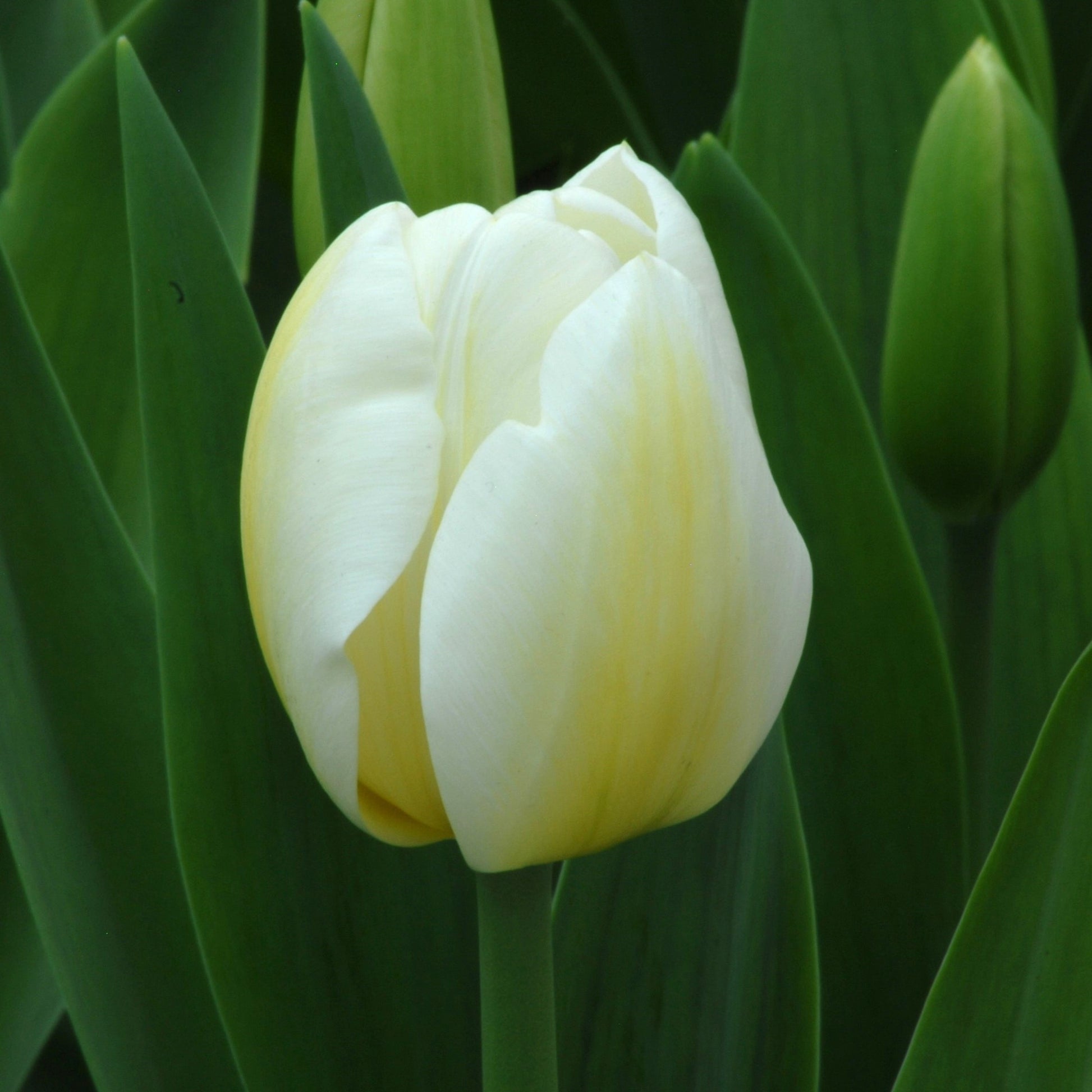 Tulipa Angels Wish