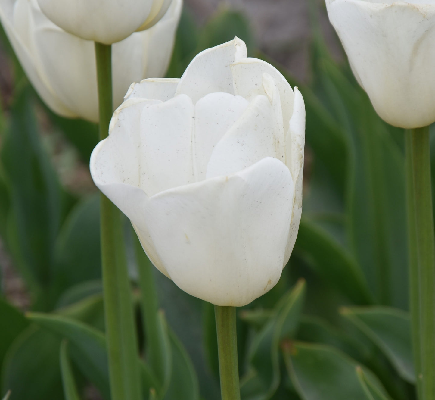 Tulipa Antarctica
