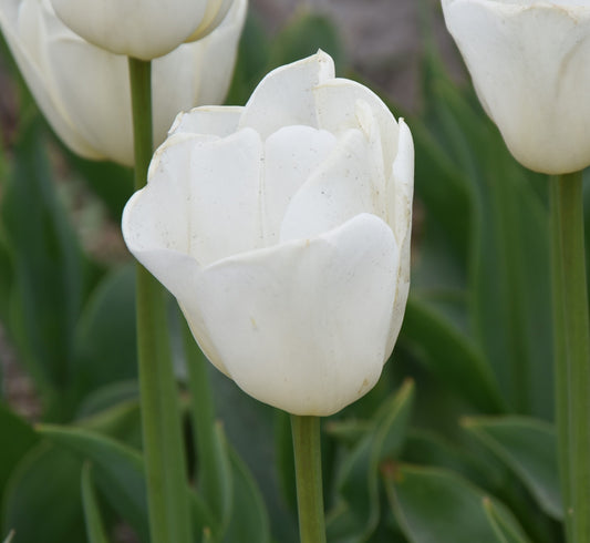 Tulipa Antarctica