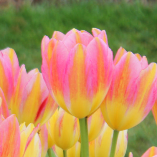 Tulipa Antoinette