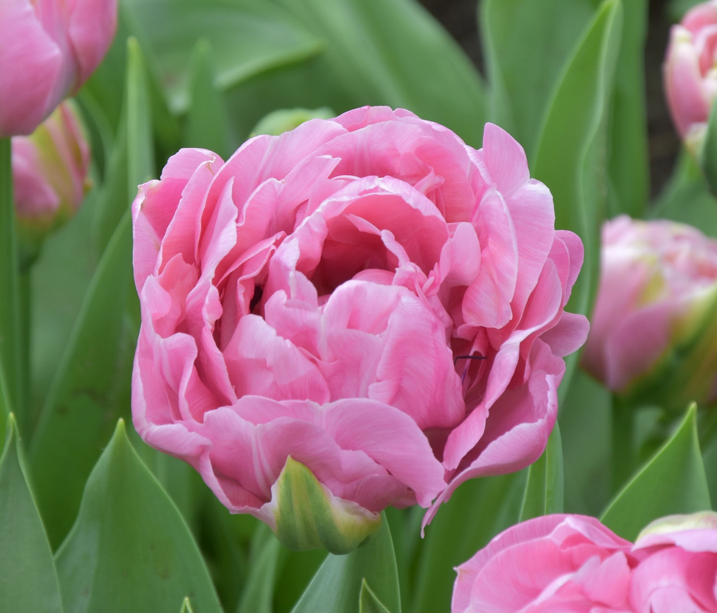 Tulipa Amazing Grace