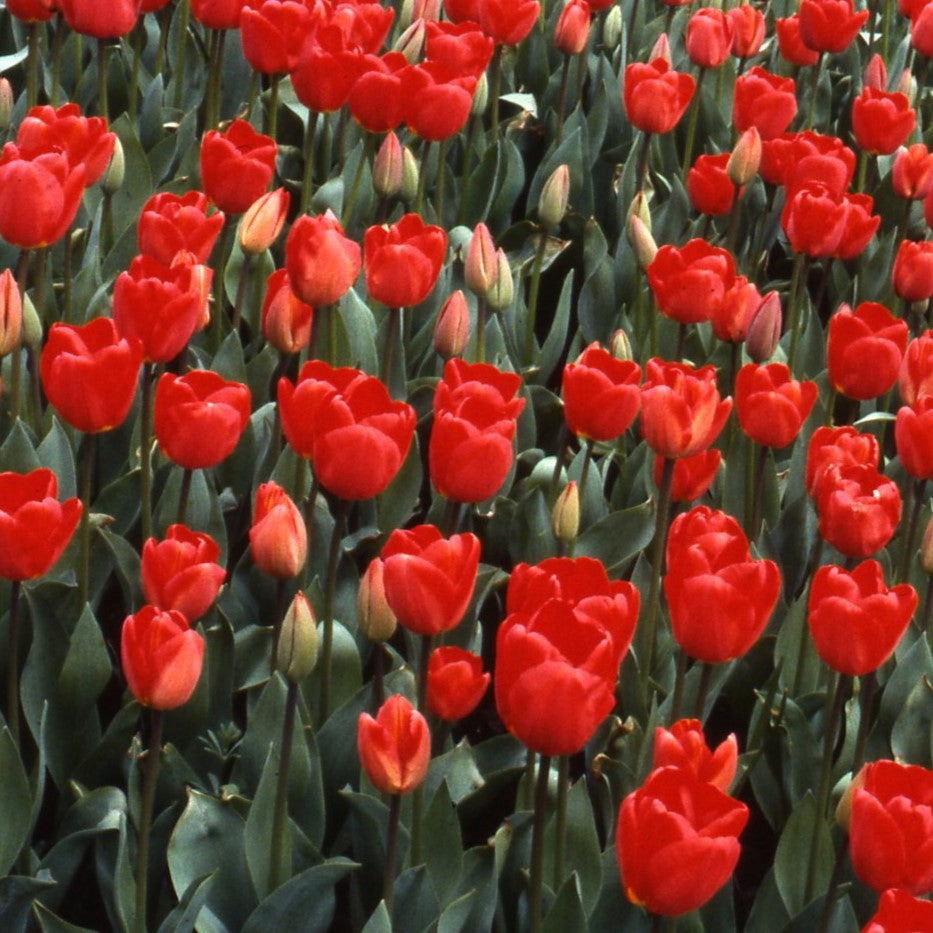 Tulipa Apeldoorn