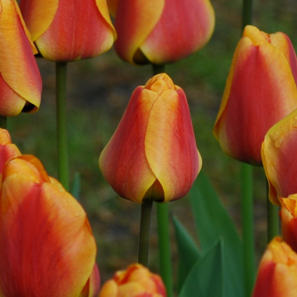 Tulipa Apeldoorn Elite