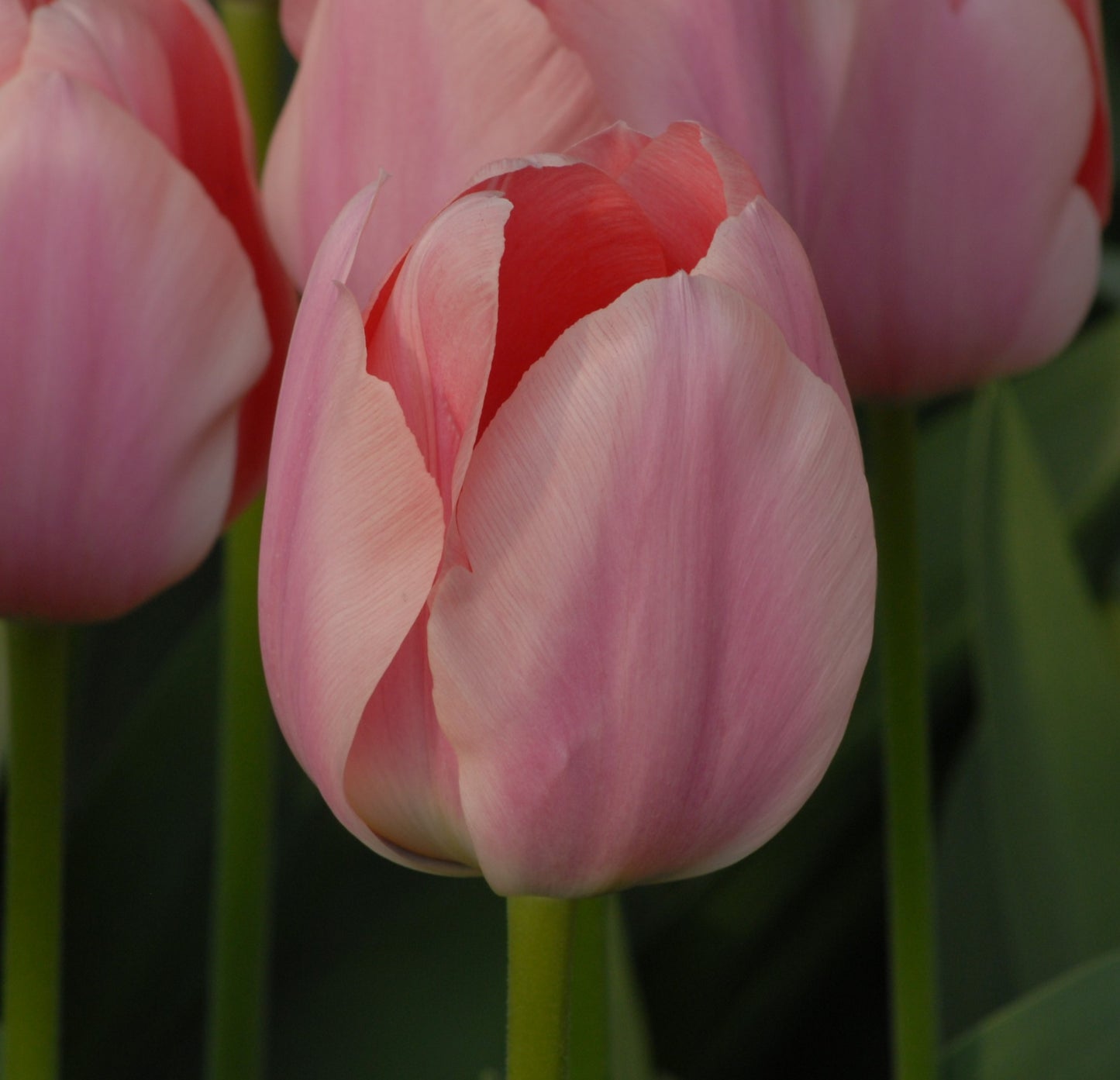 Tulipa Apricona