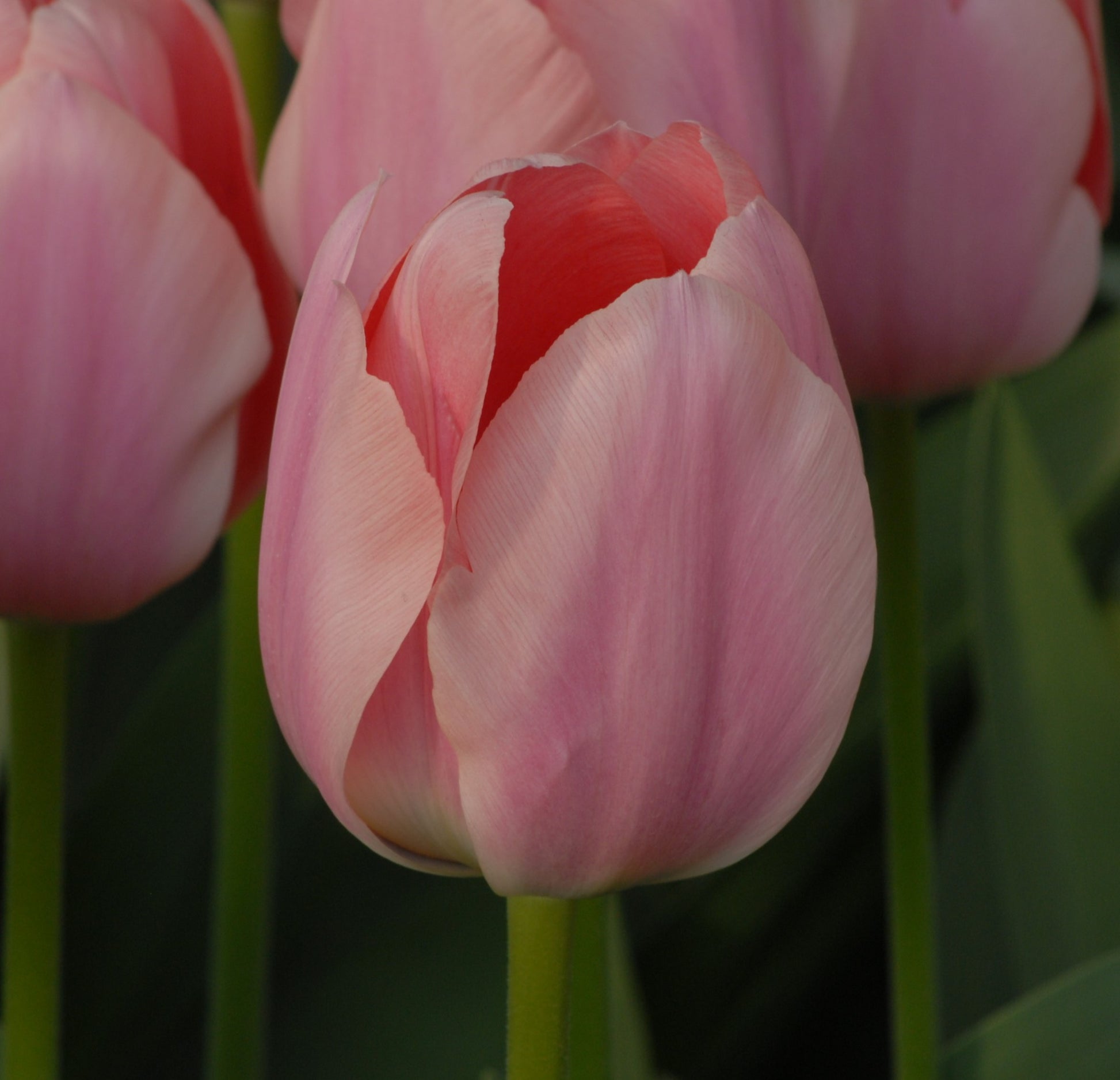 Tulipa Apricona