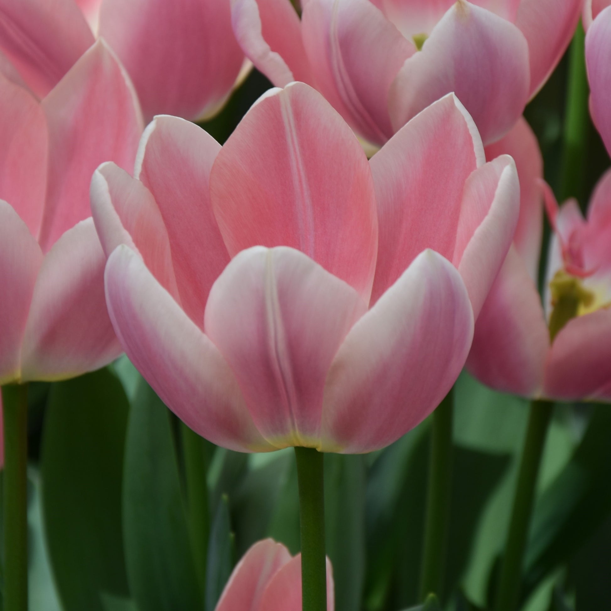 Tulipa Apricot Delight