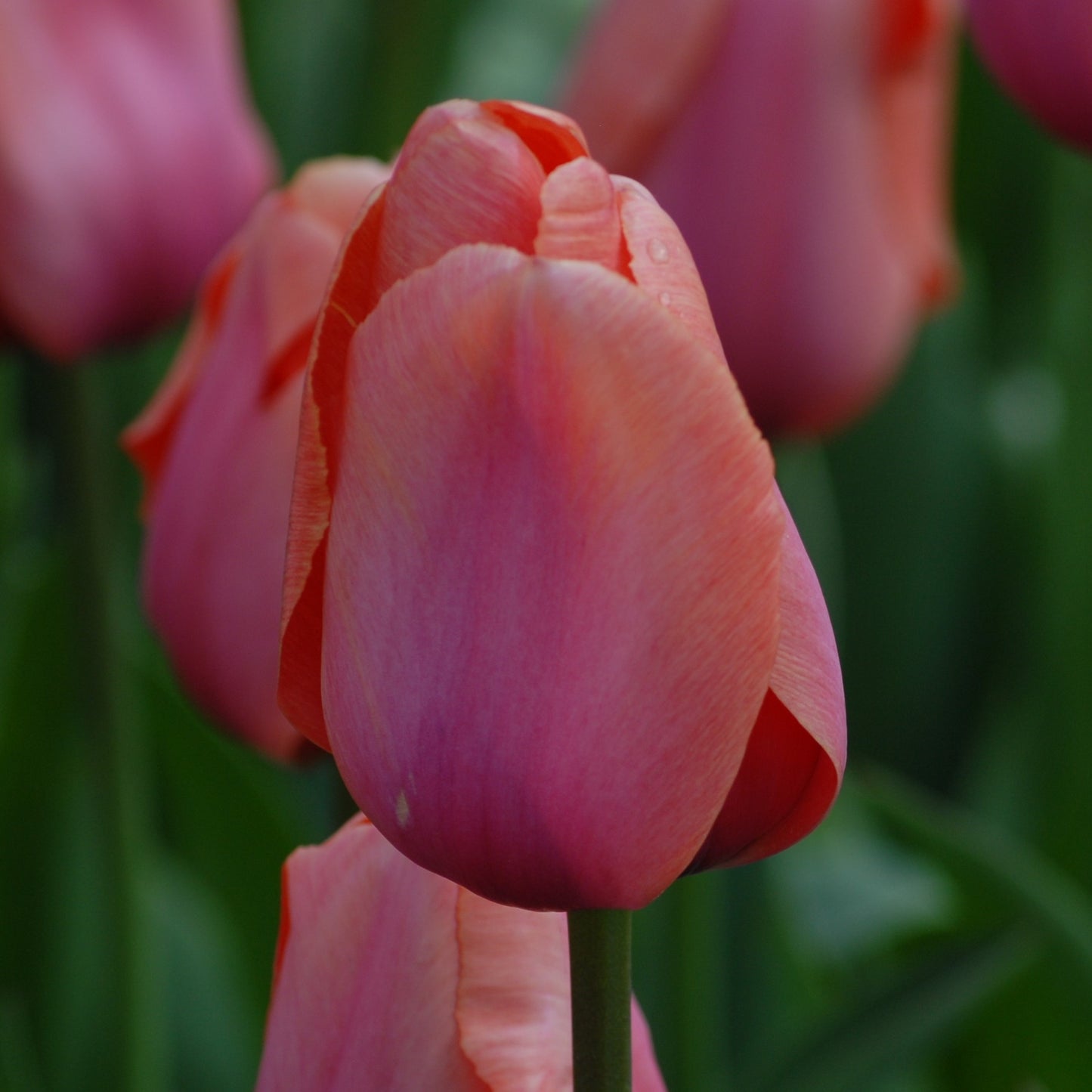Tulipa Apricot Impression