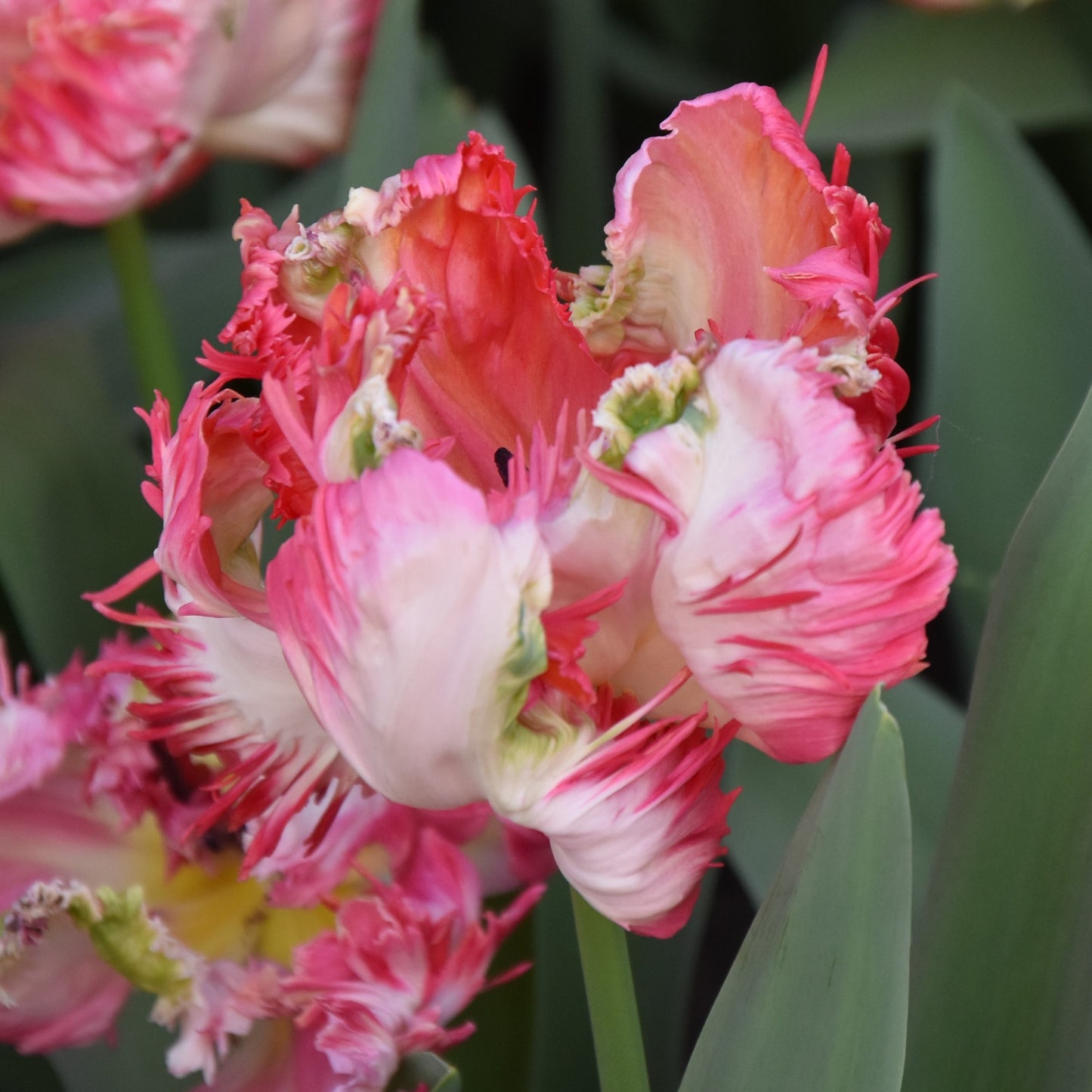 Tulipa Apricot Parrot