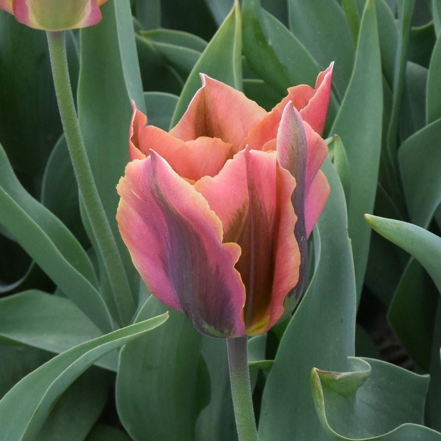 Tulipa Artist