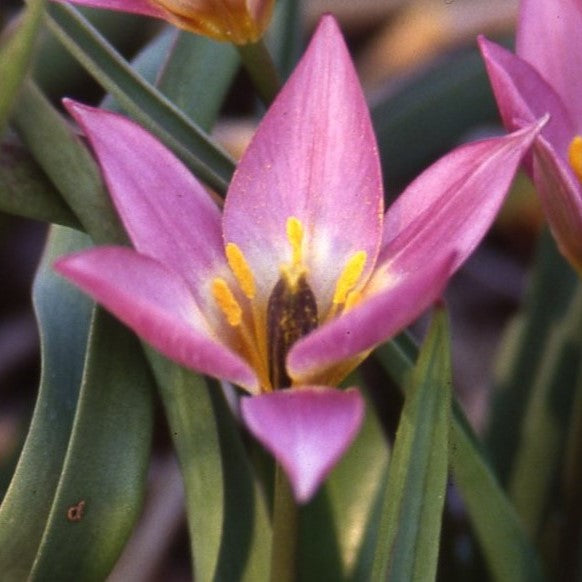Tulipa aucheriana