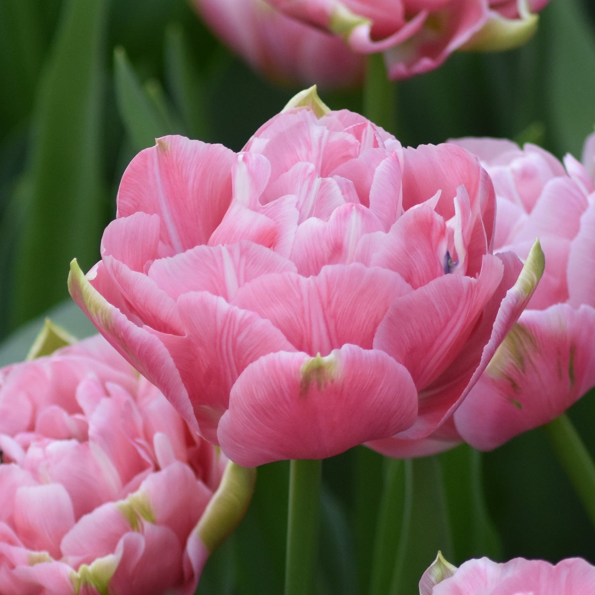 Tulipa Aveyron