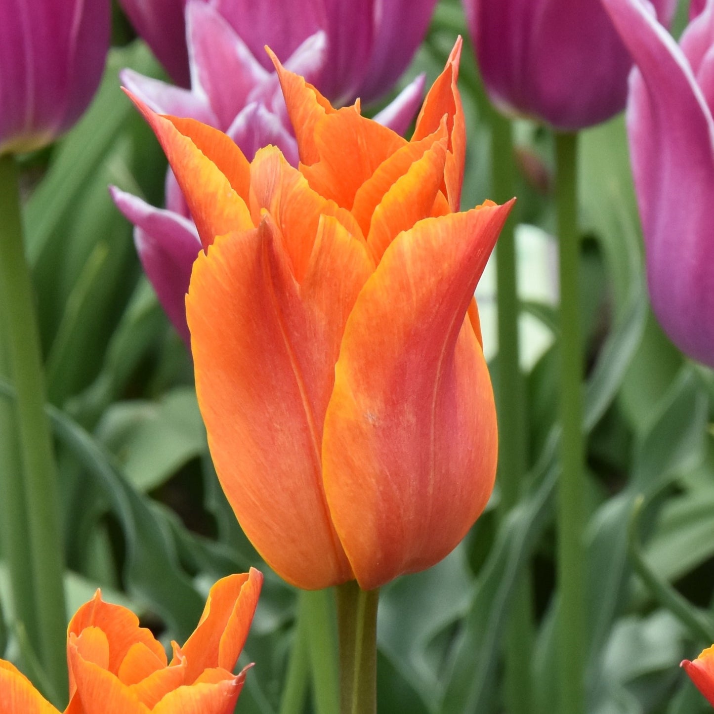 Tulipa Ballerina