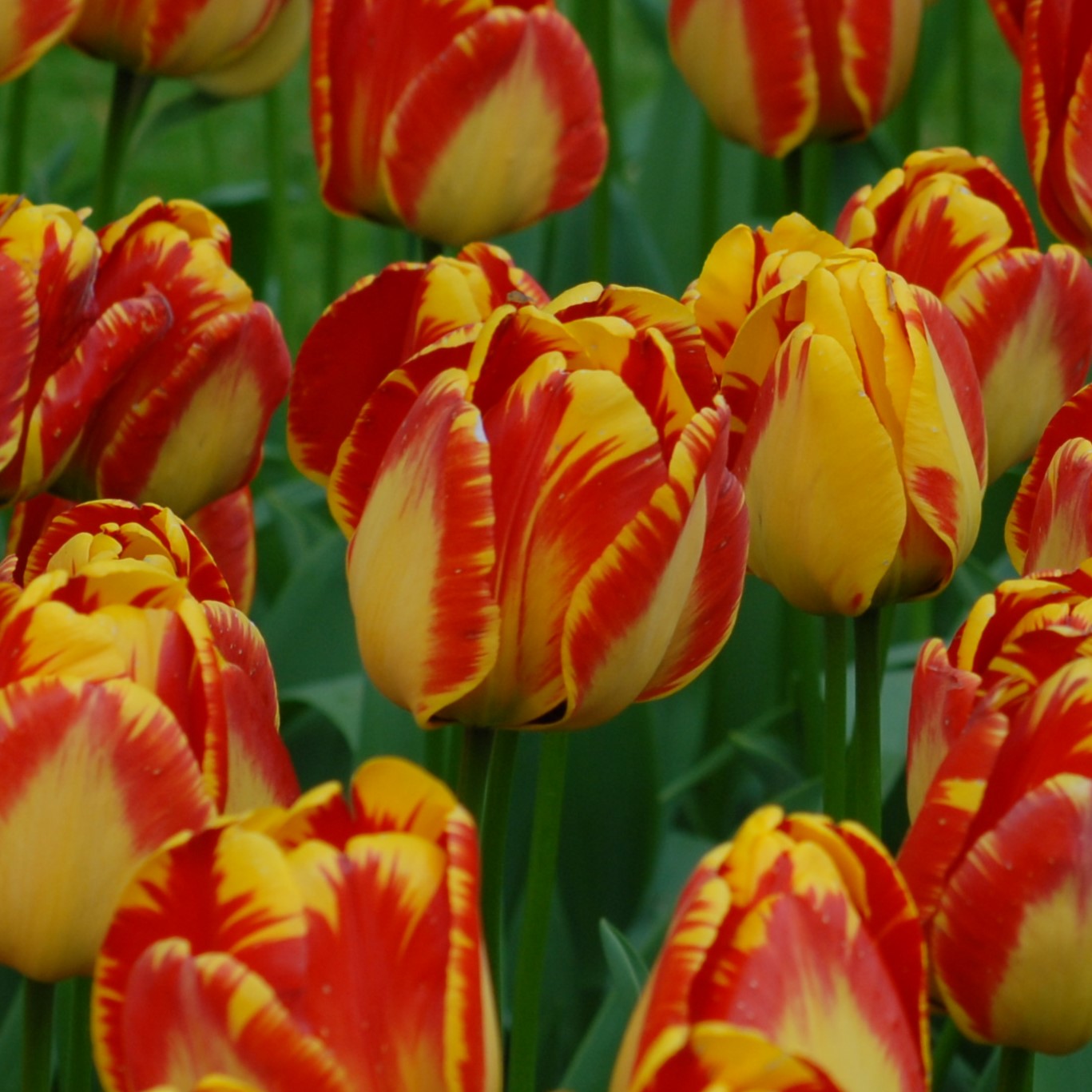 Tulipa Banja Luka