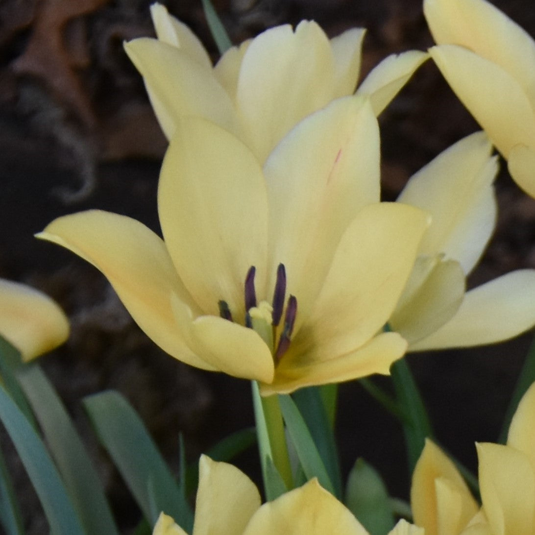 Tulipa batalinii 'Bright Gem'