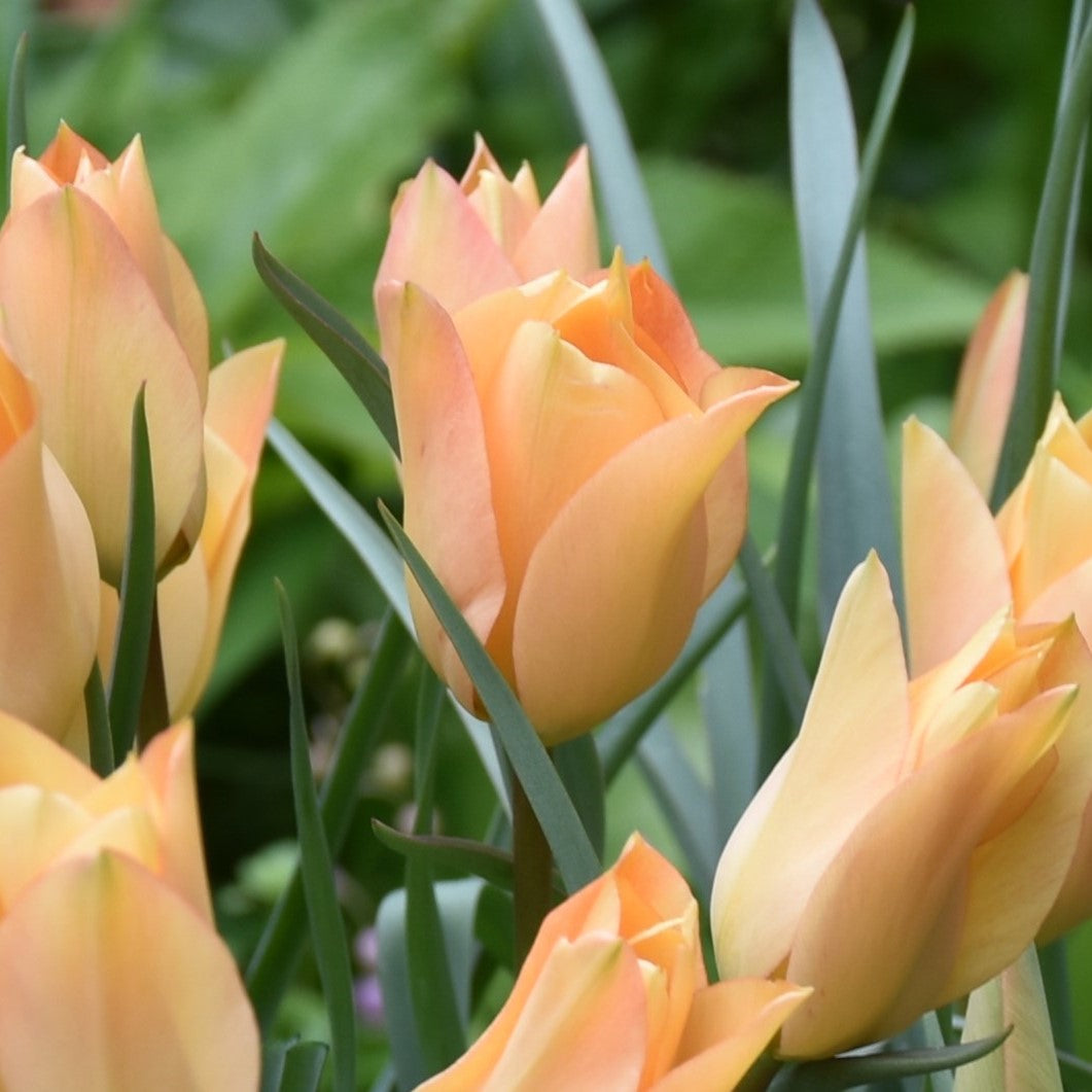 Tulipa batalinii 'Bronze Charm'