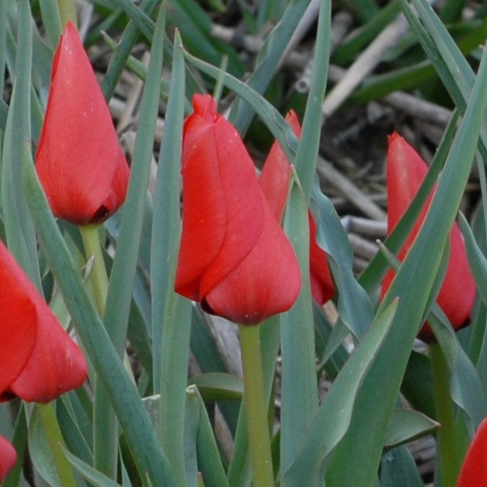 Tulipa linifolia (batalinii group) 'Red Hunter'