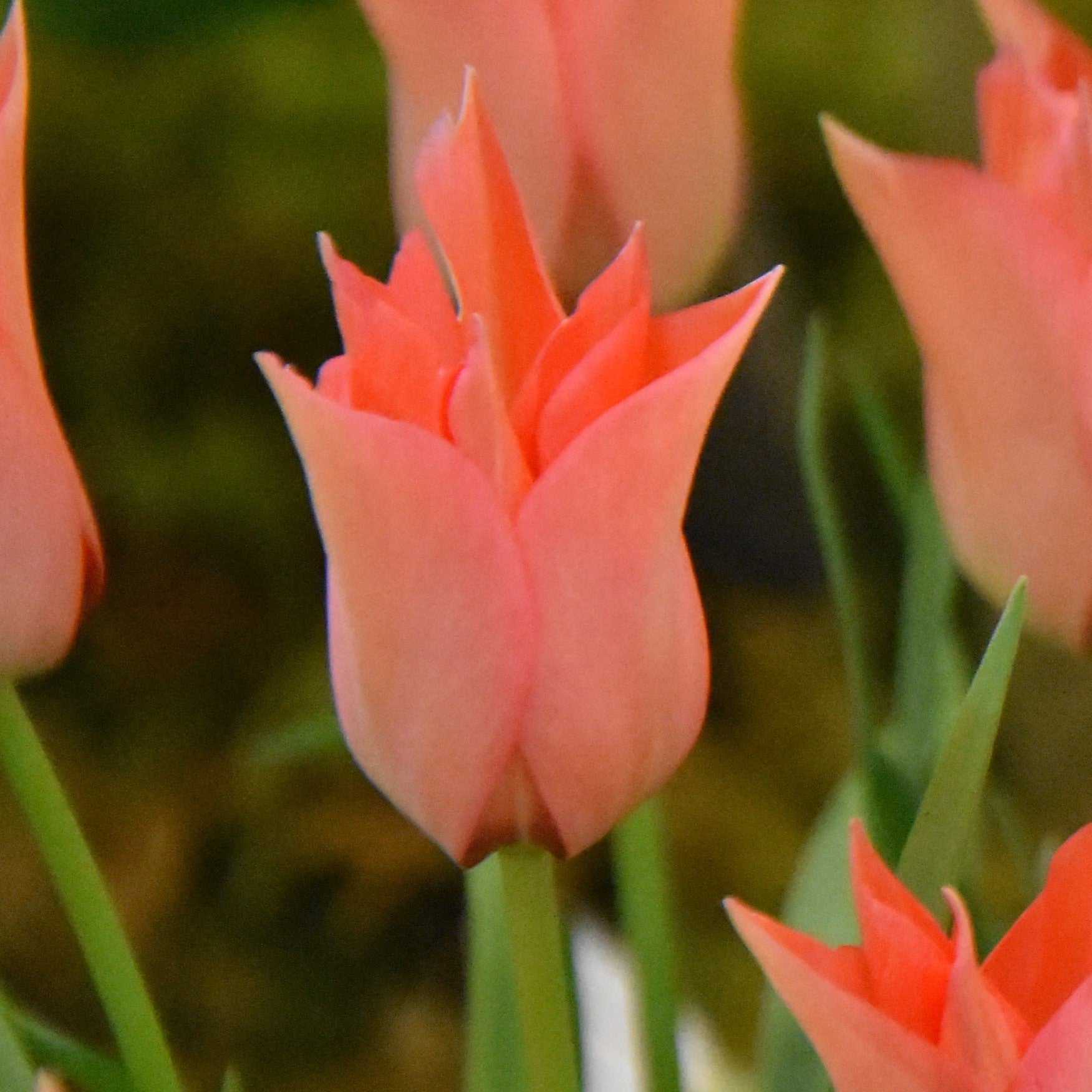 Tulipa batalinii 'Salmon Gem'
