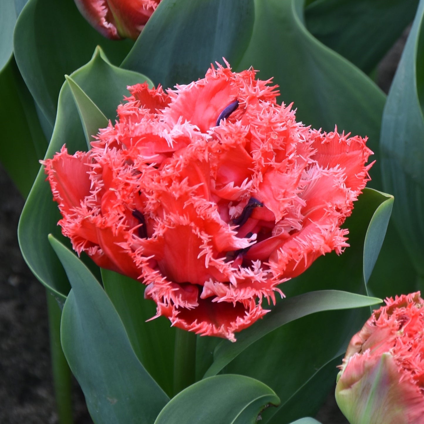 Tulipa Bendigo