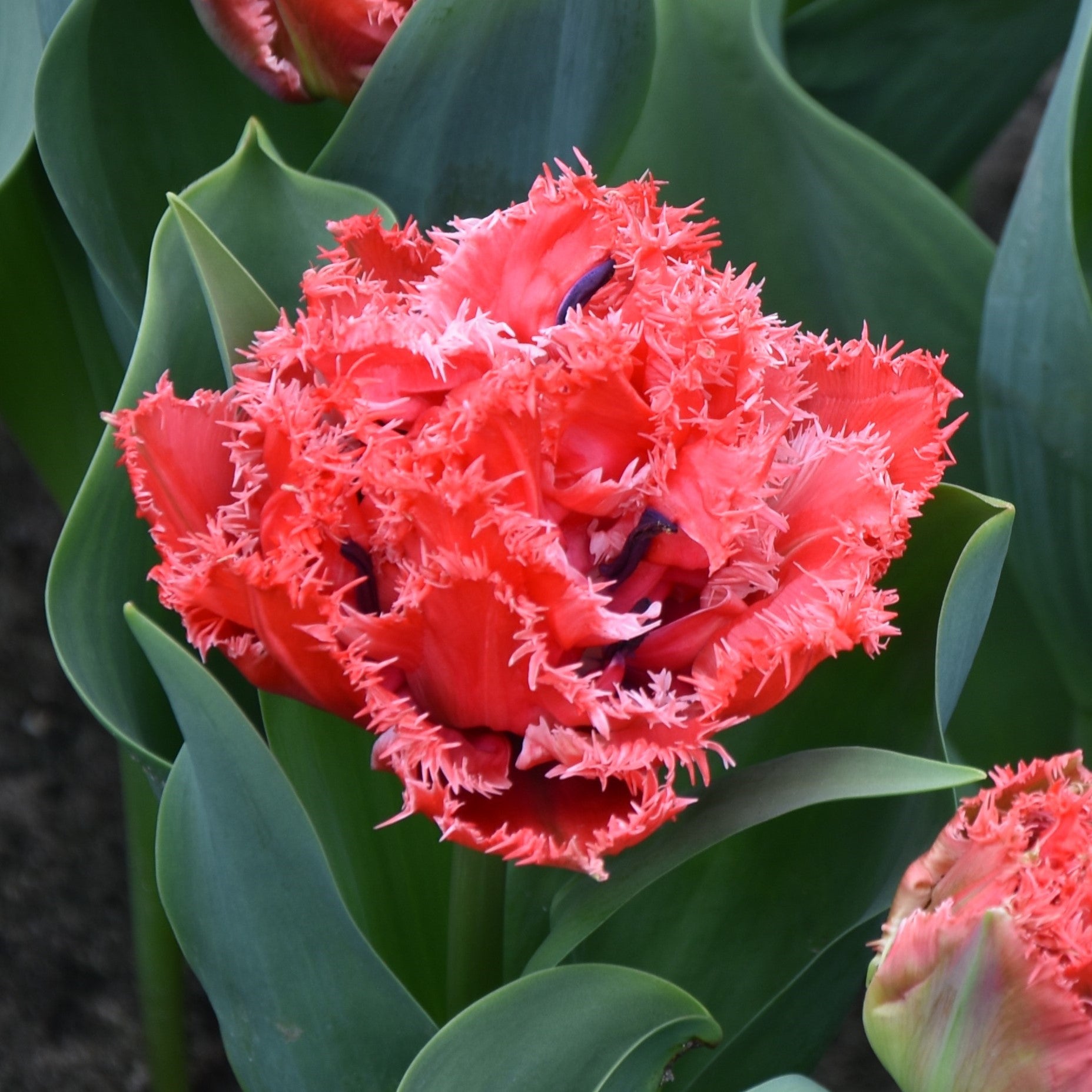 Tulipa Bendigo