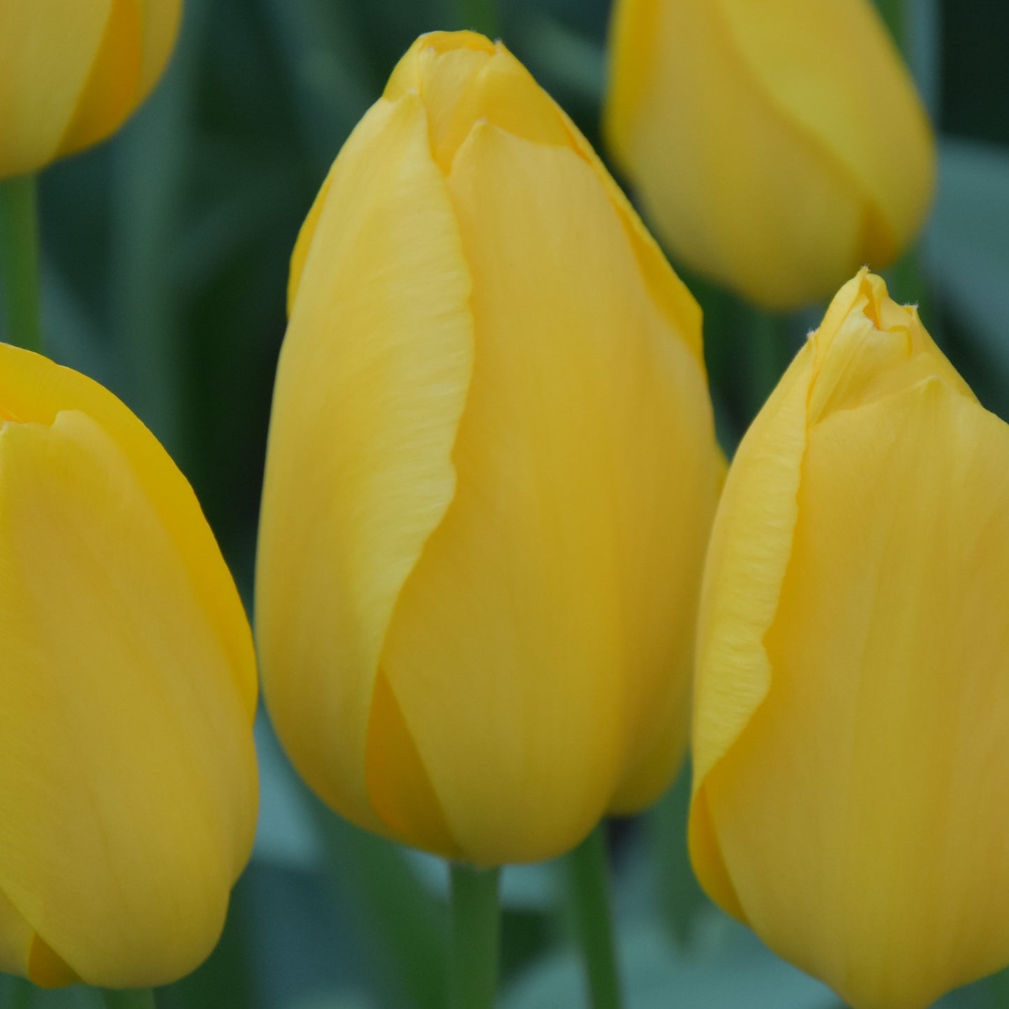 Tulipa Big Smile