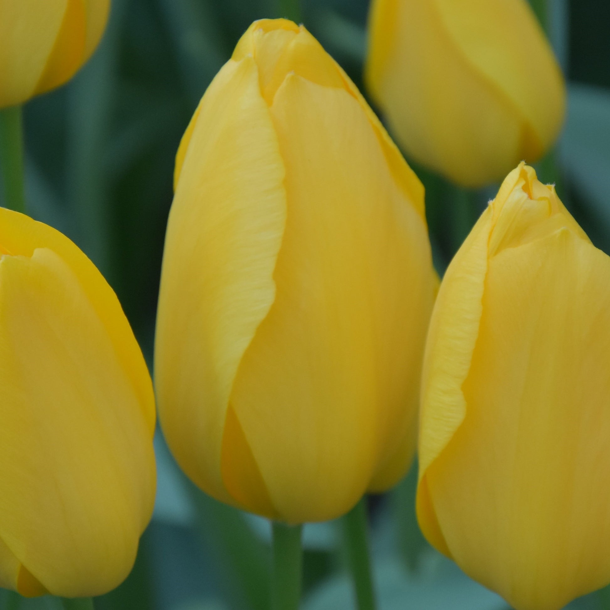 Tulipa Big Smile