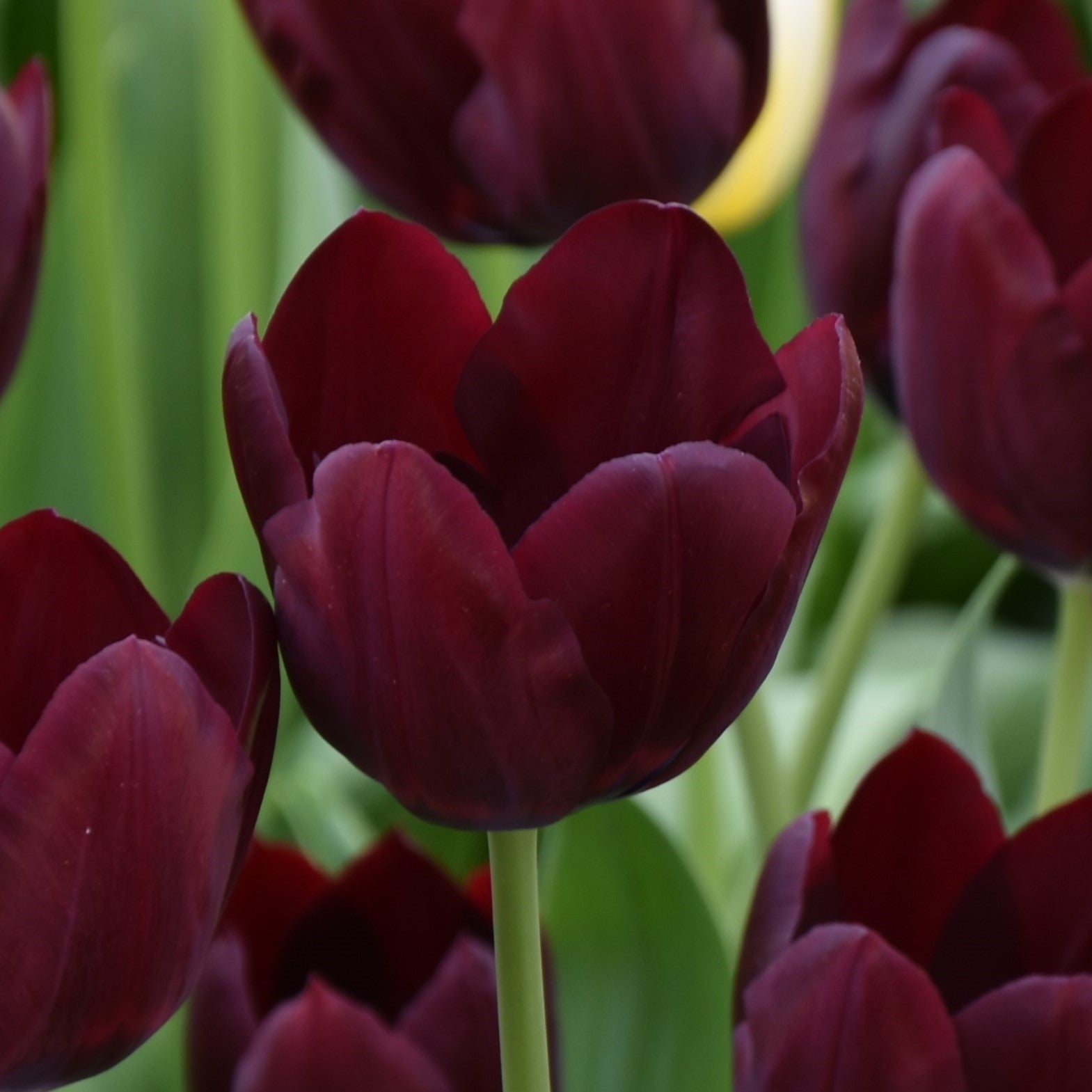 Tulipa Black Bean