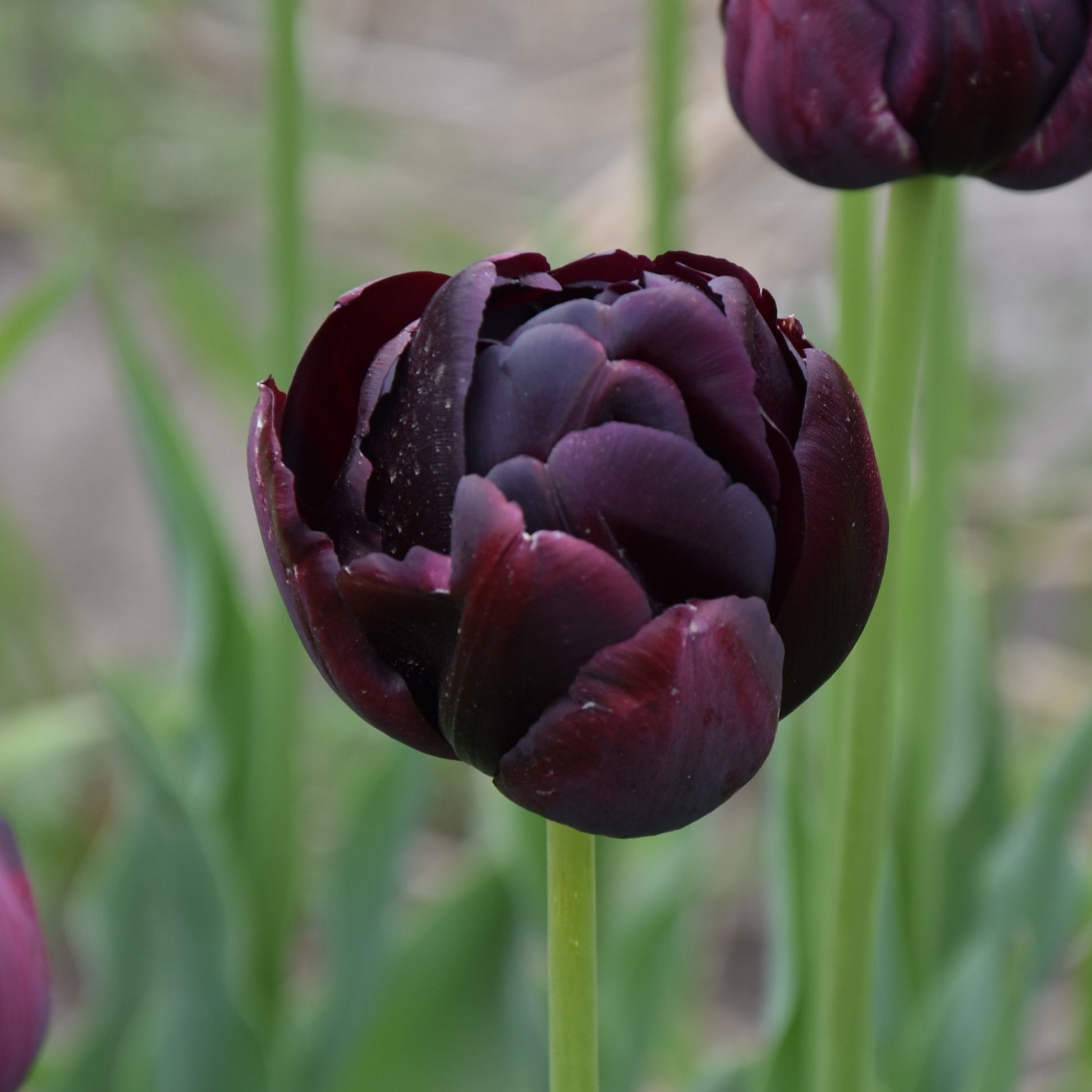 Tulipa Black Hero