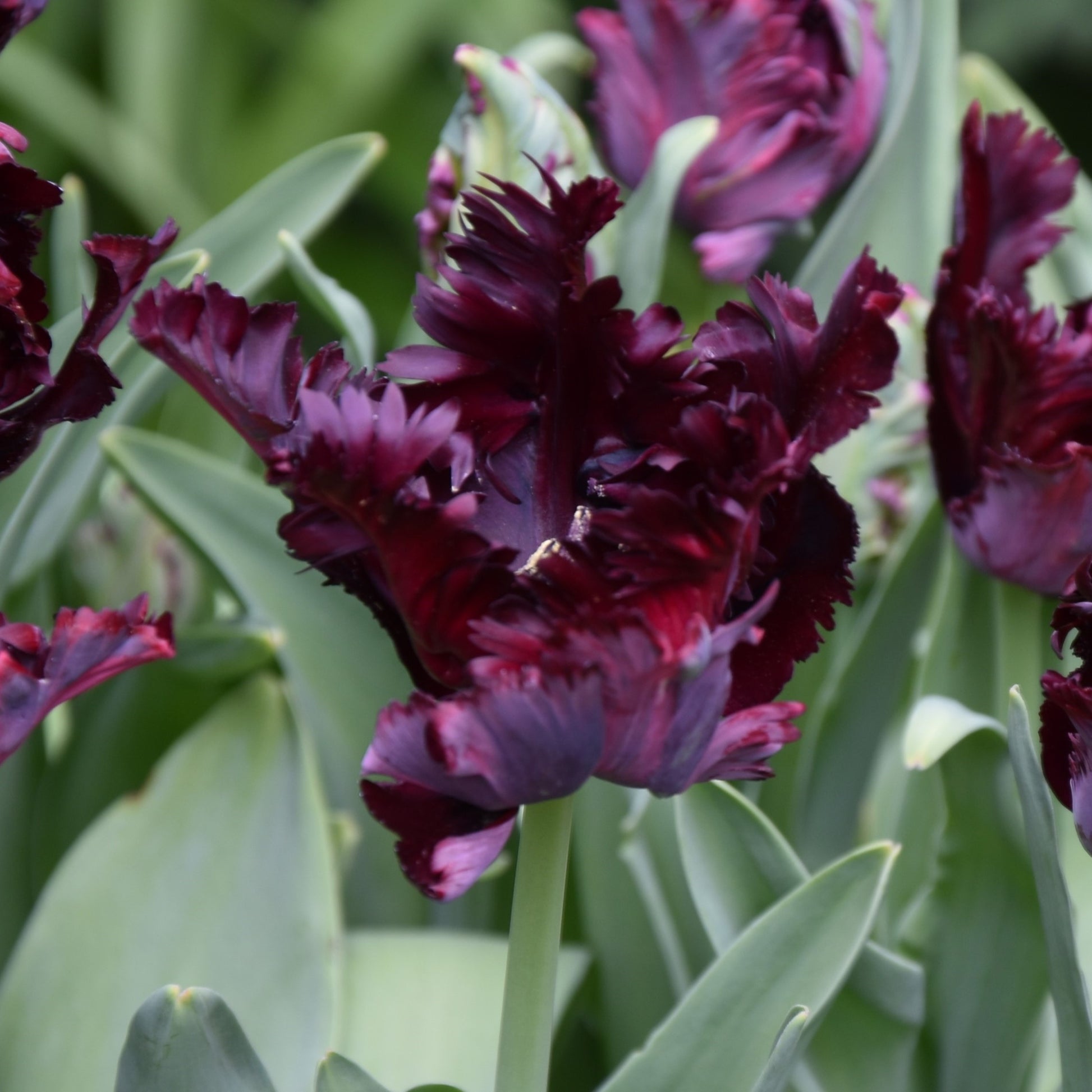 Tulipa Black Parrot