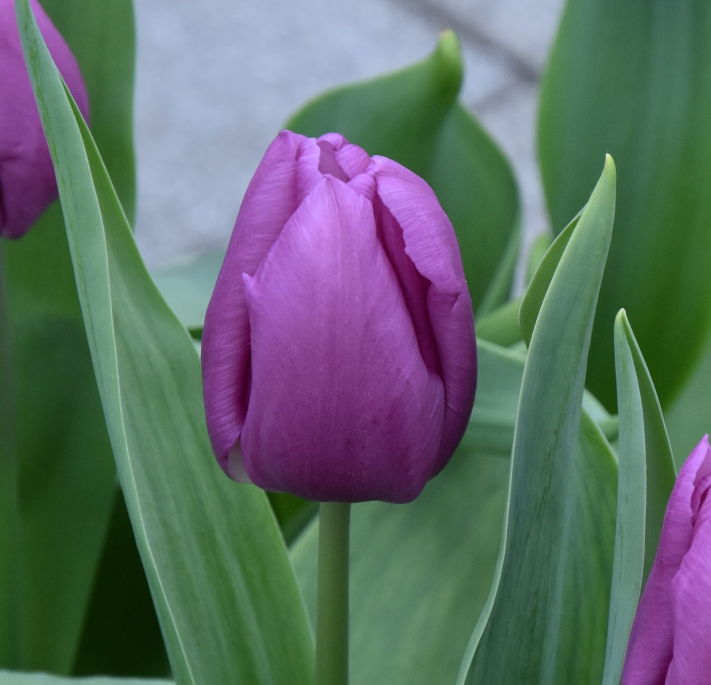 Tulipa Blue Beauty