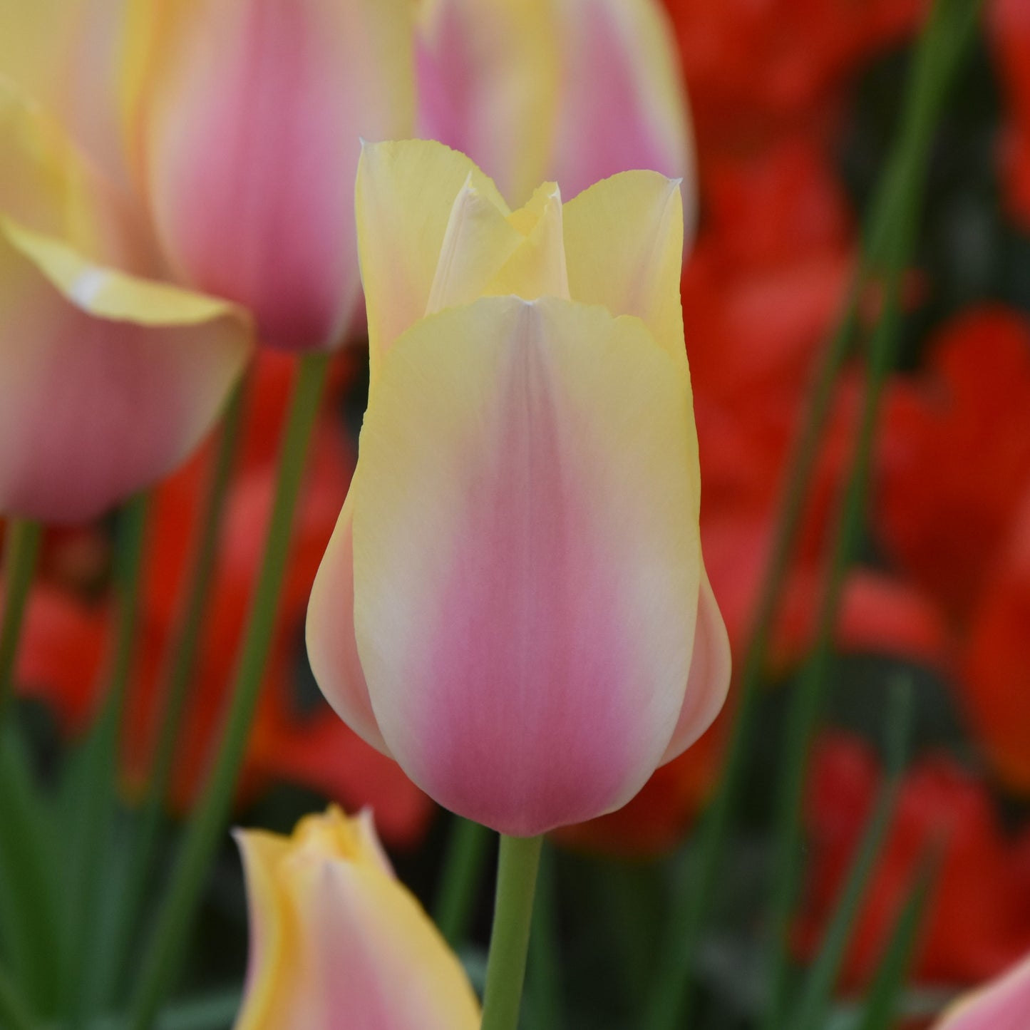 Tulipa Blushing Lady