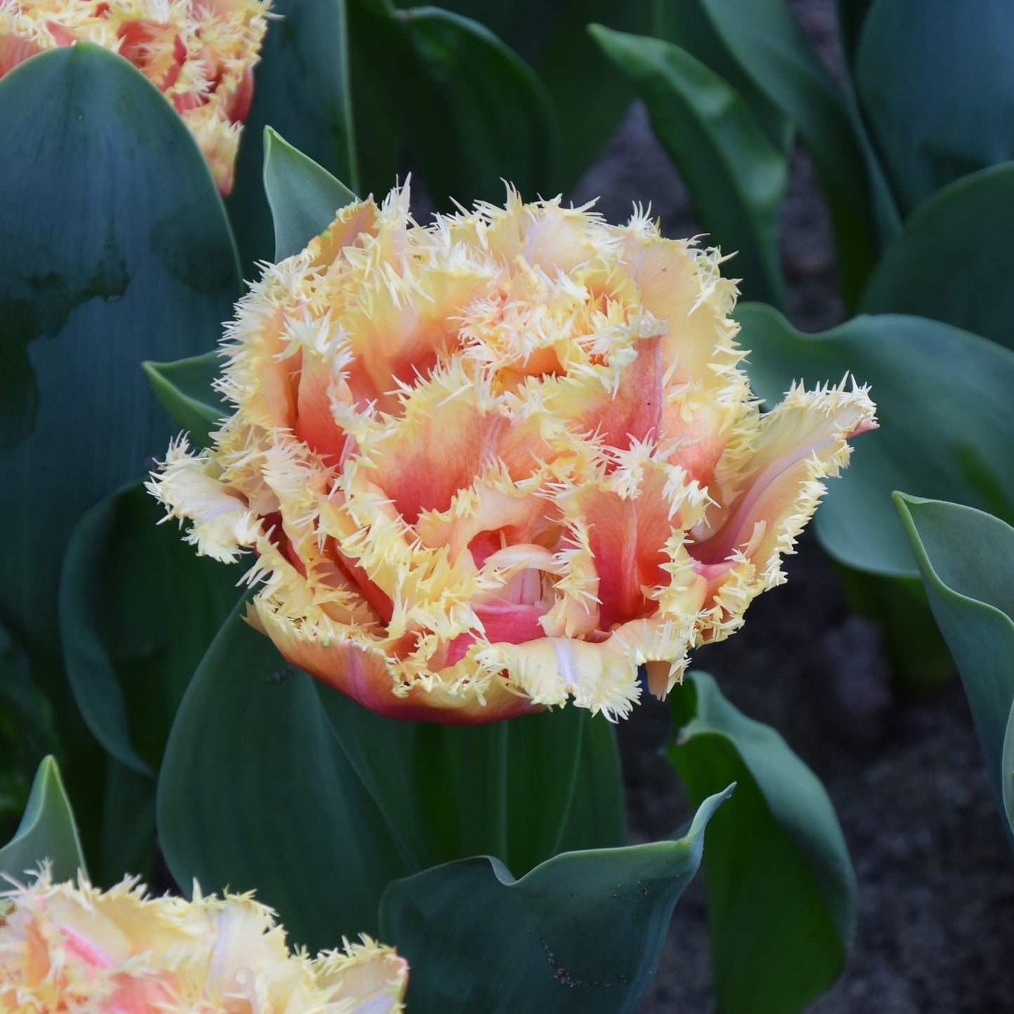 Tulipa Brisbane