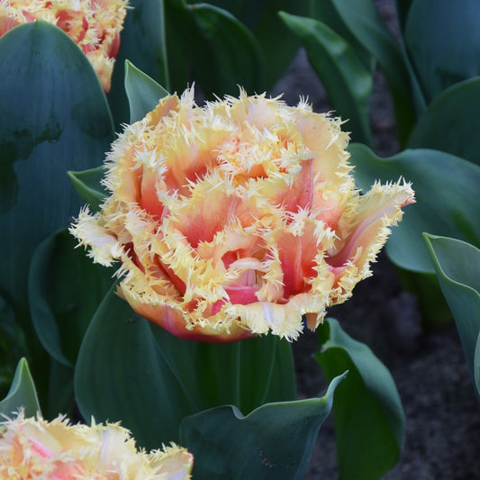Tulipa Brisbane